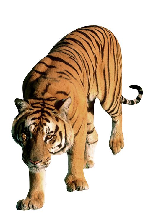 Tiger PNG    图片编号:23221
