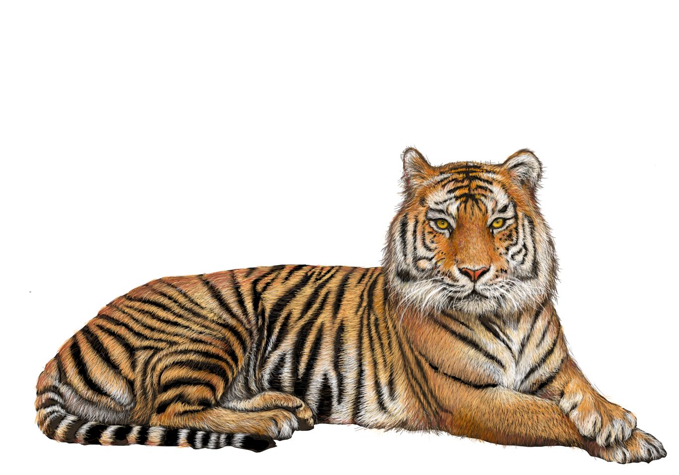 Tiger PNG    图片编号:23222