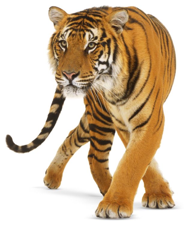 Tiger PNG    图片编号:23223
