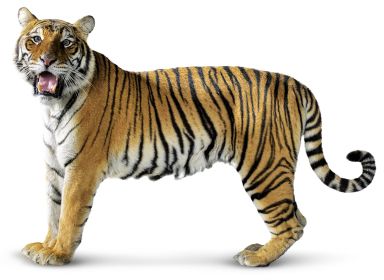 Tiger PNG    图片编号:23226