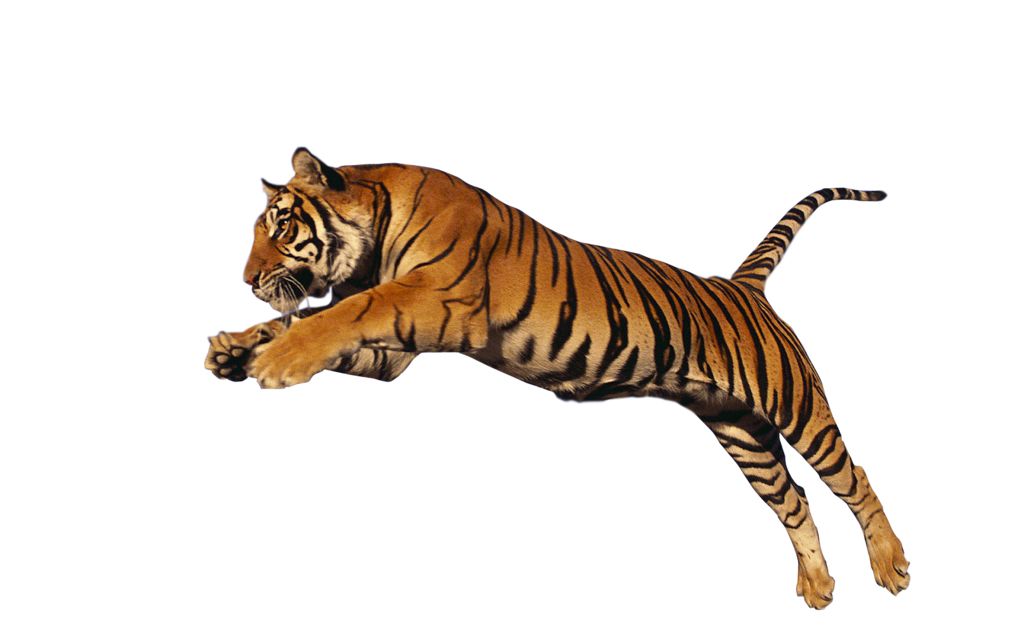 Tiger PNG    图片编号:23229
