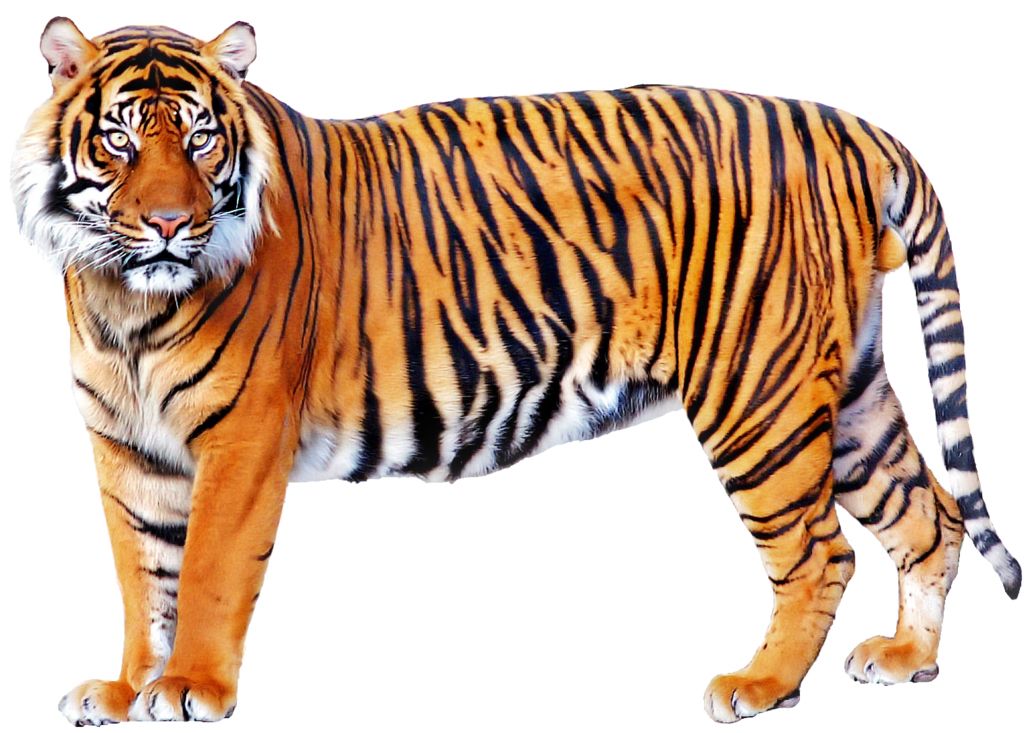 Tiger PNG    图片编号:23230