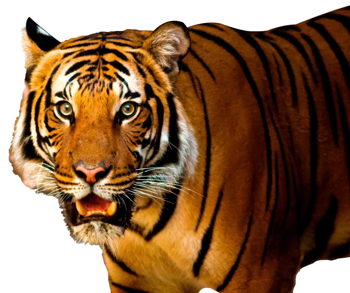 Tiger PNG    图片编号:23231