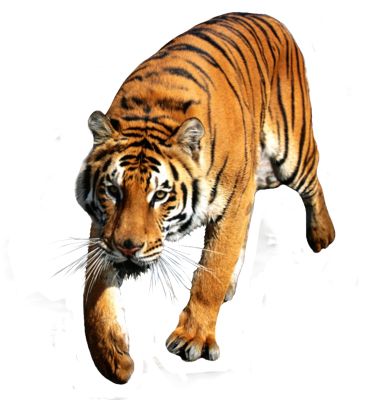 Tiger PNG    图片编号:23232