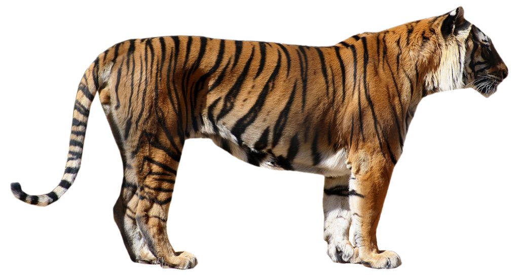 Tiger PNG    图片编号:23233