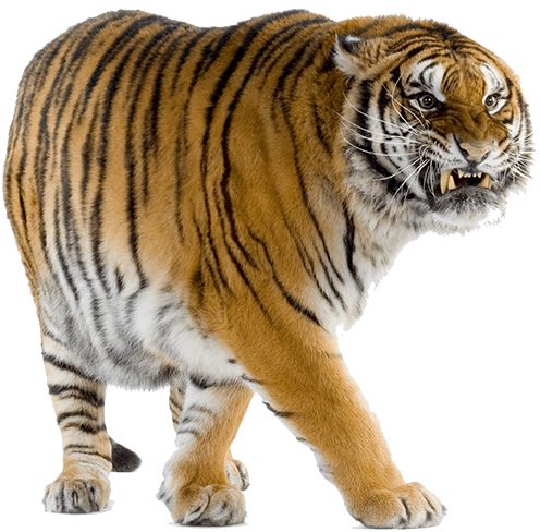 Tiger PNG    图片编号:23236