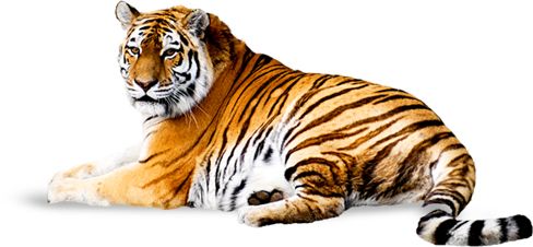 Tiger PNG    图片编号:23237