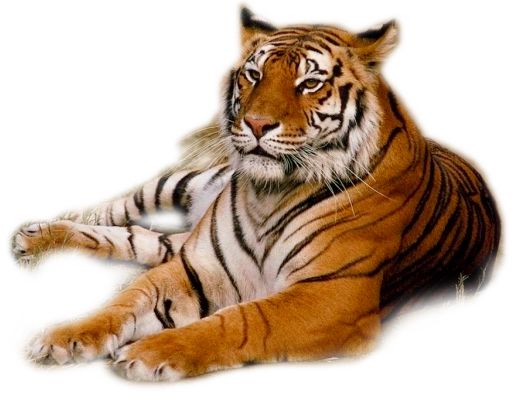 Tiger PNG    图片编号:23239