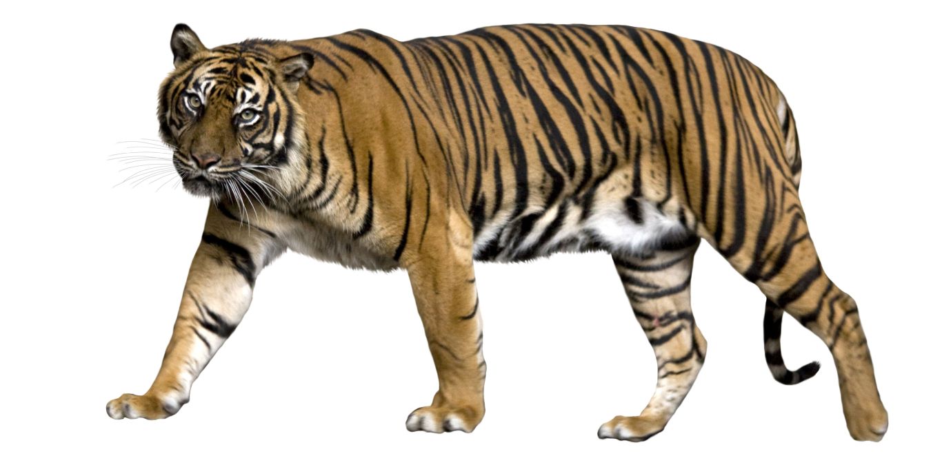 Tiger PNG    图片编号:23241