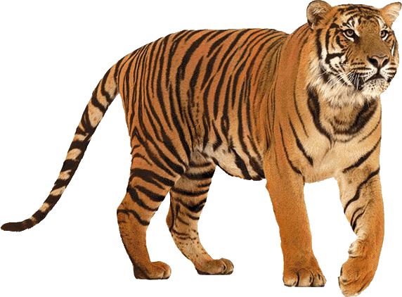 Tiger PNG    图片编号:23242