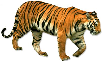 Tiger PNG    图片编号:23243