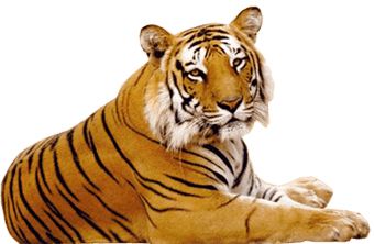 Tiger PNG    图片编号:23244