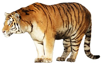 Tiger PNG    图片编号:23247