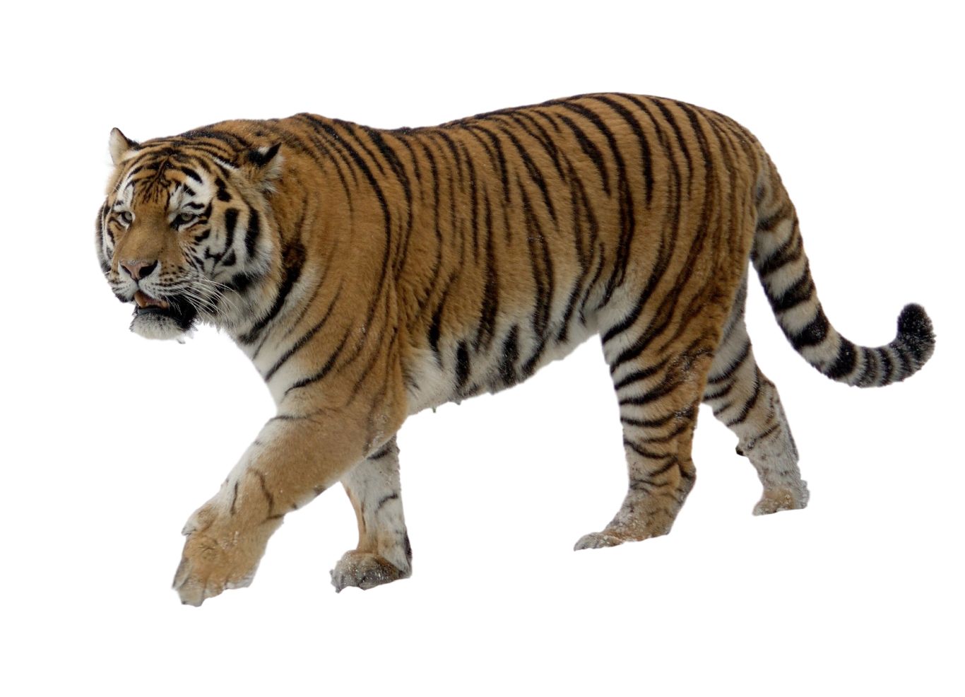 Tiger PNG    图片编号:23248