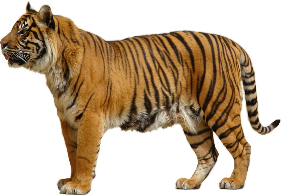 Tiger PNG    图片编号:23250