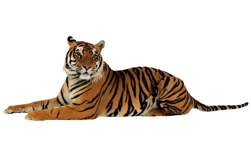 Tiger PNG    图片编号:23251