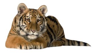 Tiger PNG    图片编号:23252