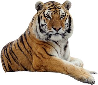 Tiger PNG image, free download, tigers    图片编号:539