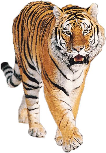 Tiger PNG image, free download, tigers    图片编号:545