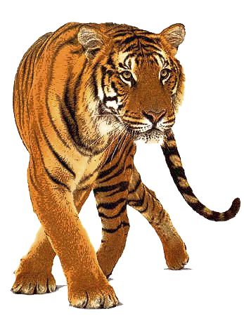 Tiger PNG image, free download, tigers    图片编号:546