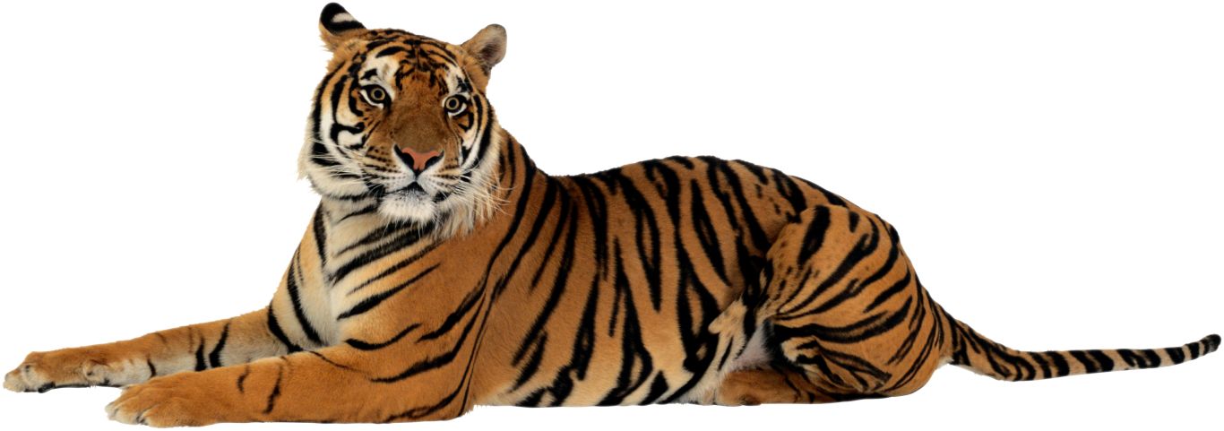 Tiger PNG image, free download, tigers    图片编号:548