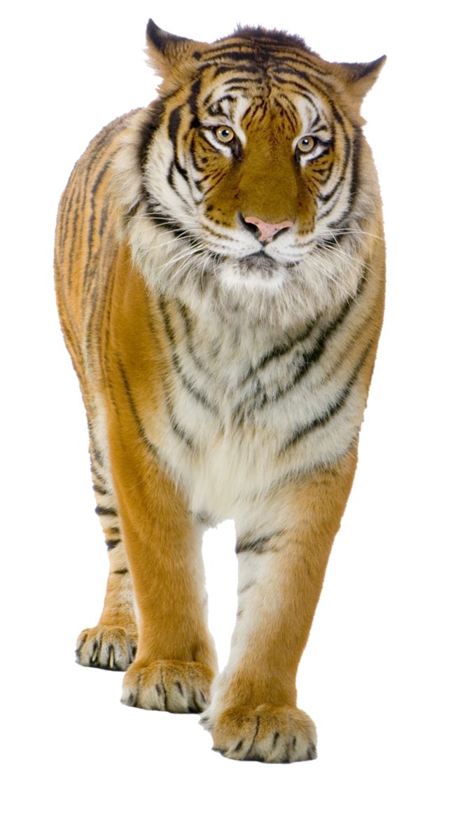Tiger PNG image, free download, tigers    图片编号:549