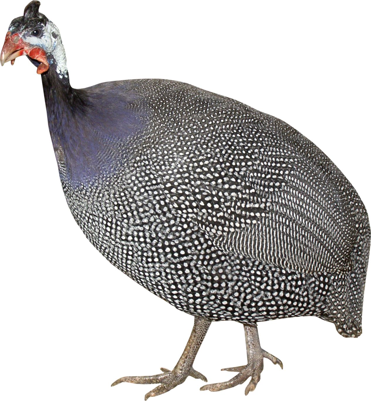 Turkey bird PNG    图片编号:58546