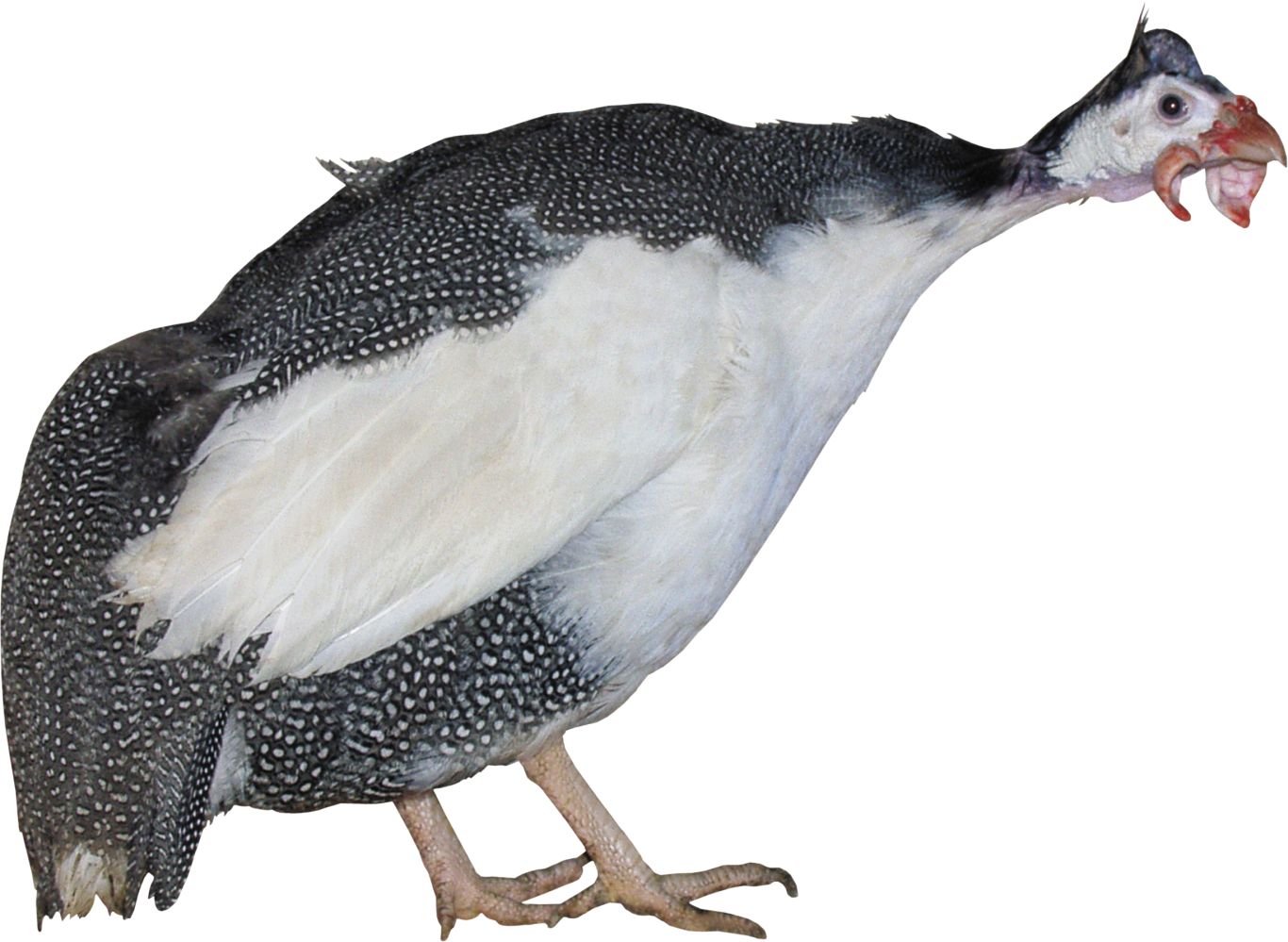 Turkey bird PNG    图片编号:58547