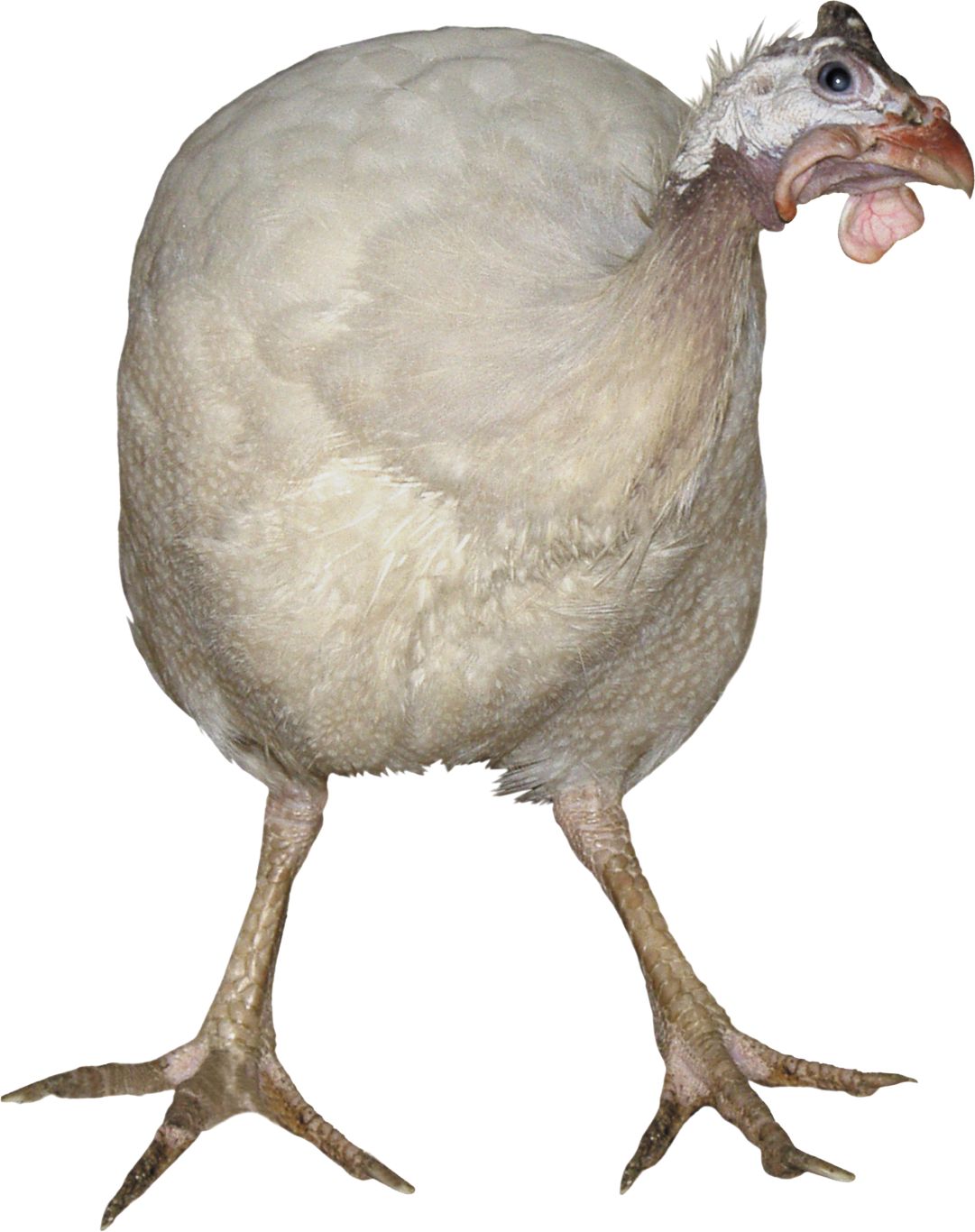 Turkey bird PNG    图片编号:58548