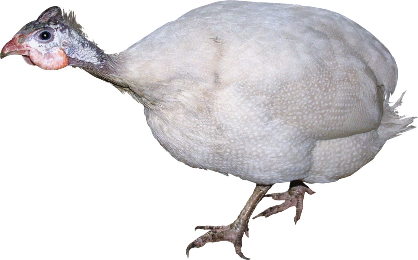 Turkey bird PNG    图片编号:58549