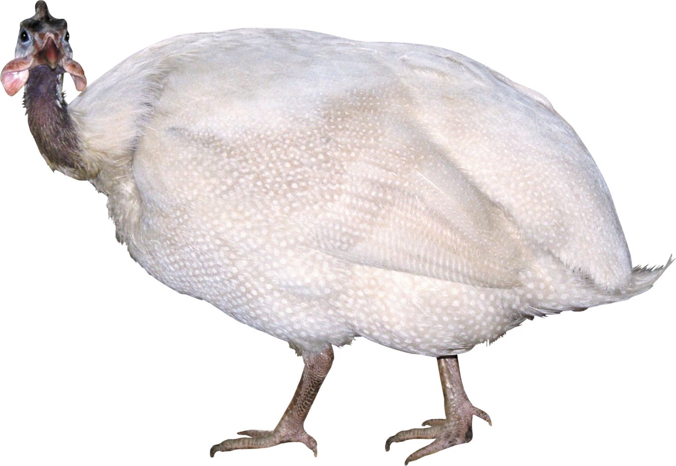 Turkey bird PNG    图片编号:58550