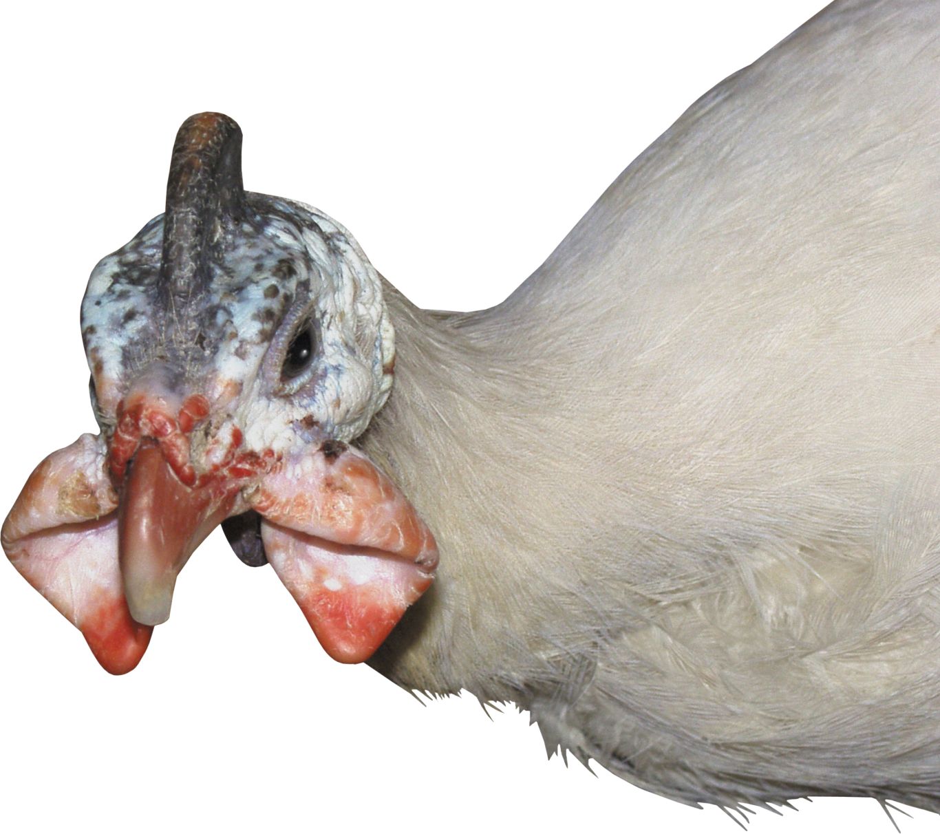 Turkey bird PNG    图片编号:58551