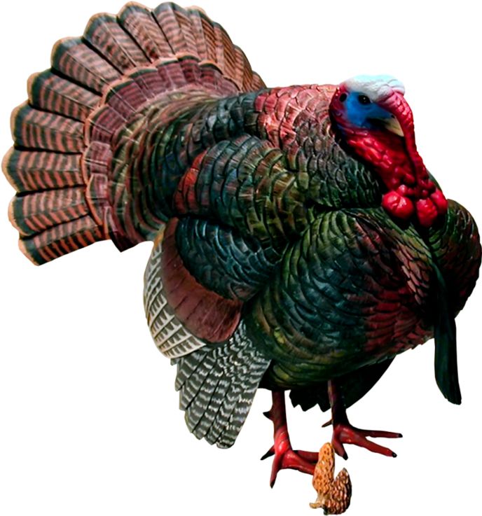 Turkey bird PNG    图片编号:58552