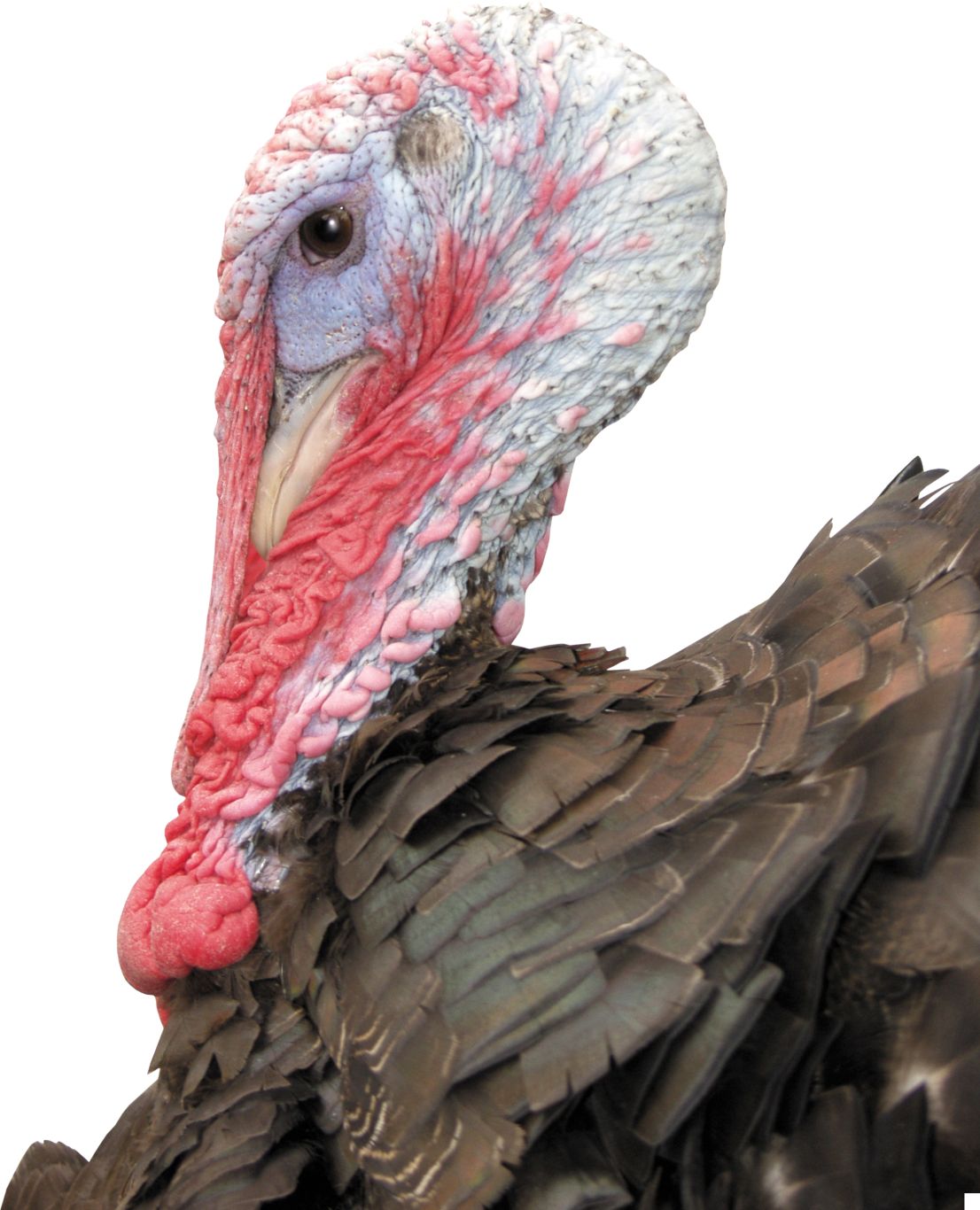 Turkey bird PNG    图片编号:58553