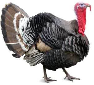 Turkey bird PNG    图片编号:58557