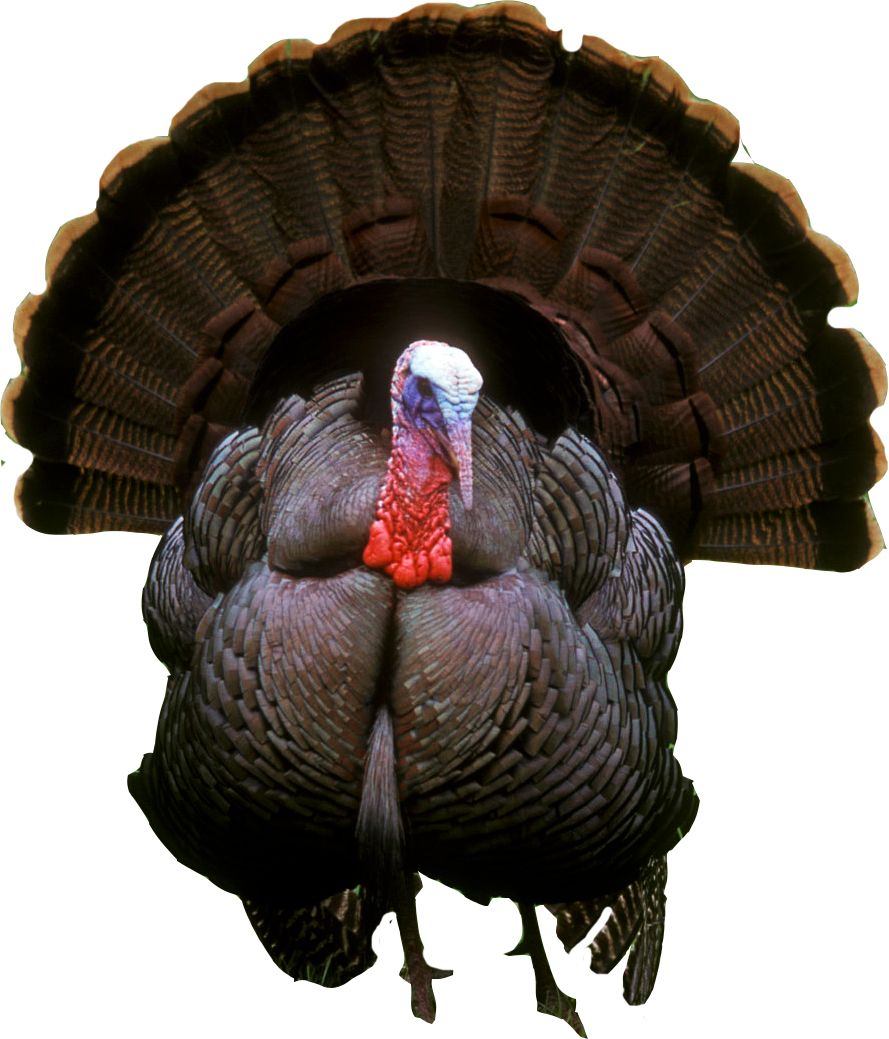 Turkey bird PNG    图片编号:58558