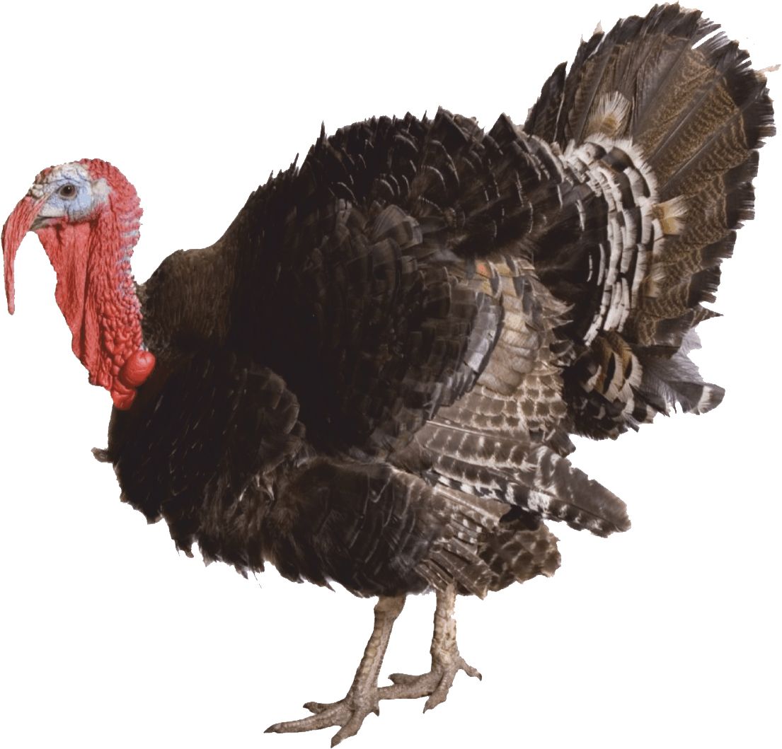 Turkey bird PNG    图片编号:58559