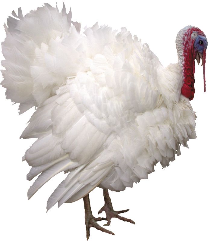 Turkey bird PNG    图片编号:58560