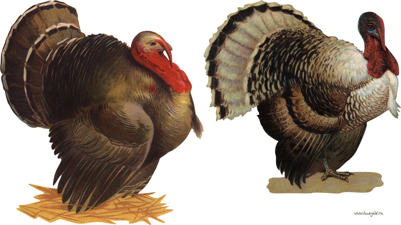 Turkey bird PNG    图片编号:58561