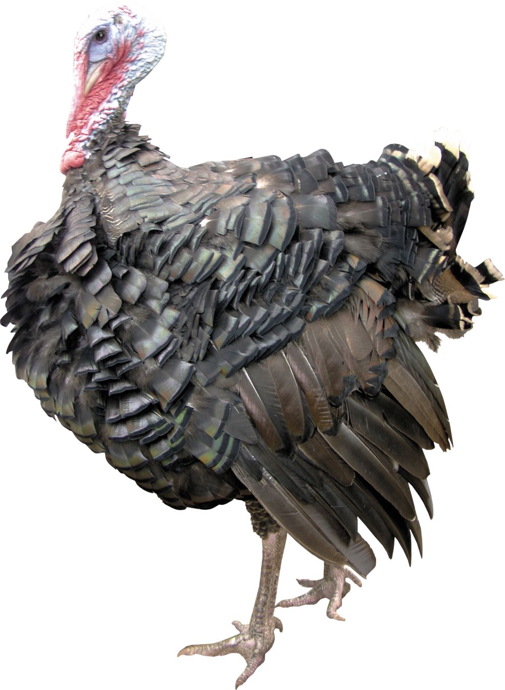 Turkey bird PNG    图片编号:58562