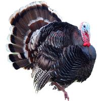 Turkey bird PNG    图片编号:58563