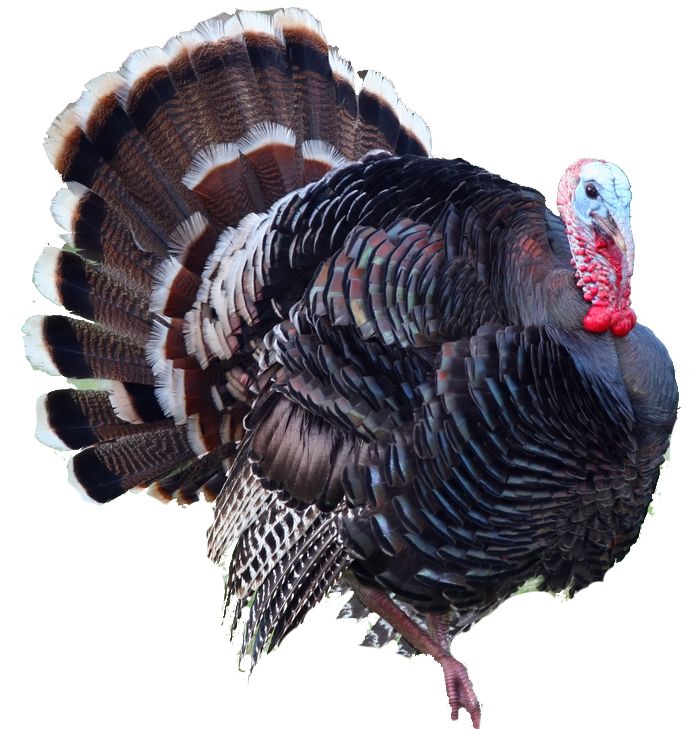 Turkey bird PNG    图片编号:58564