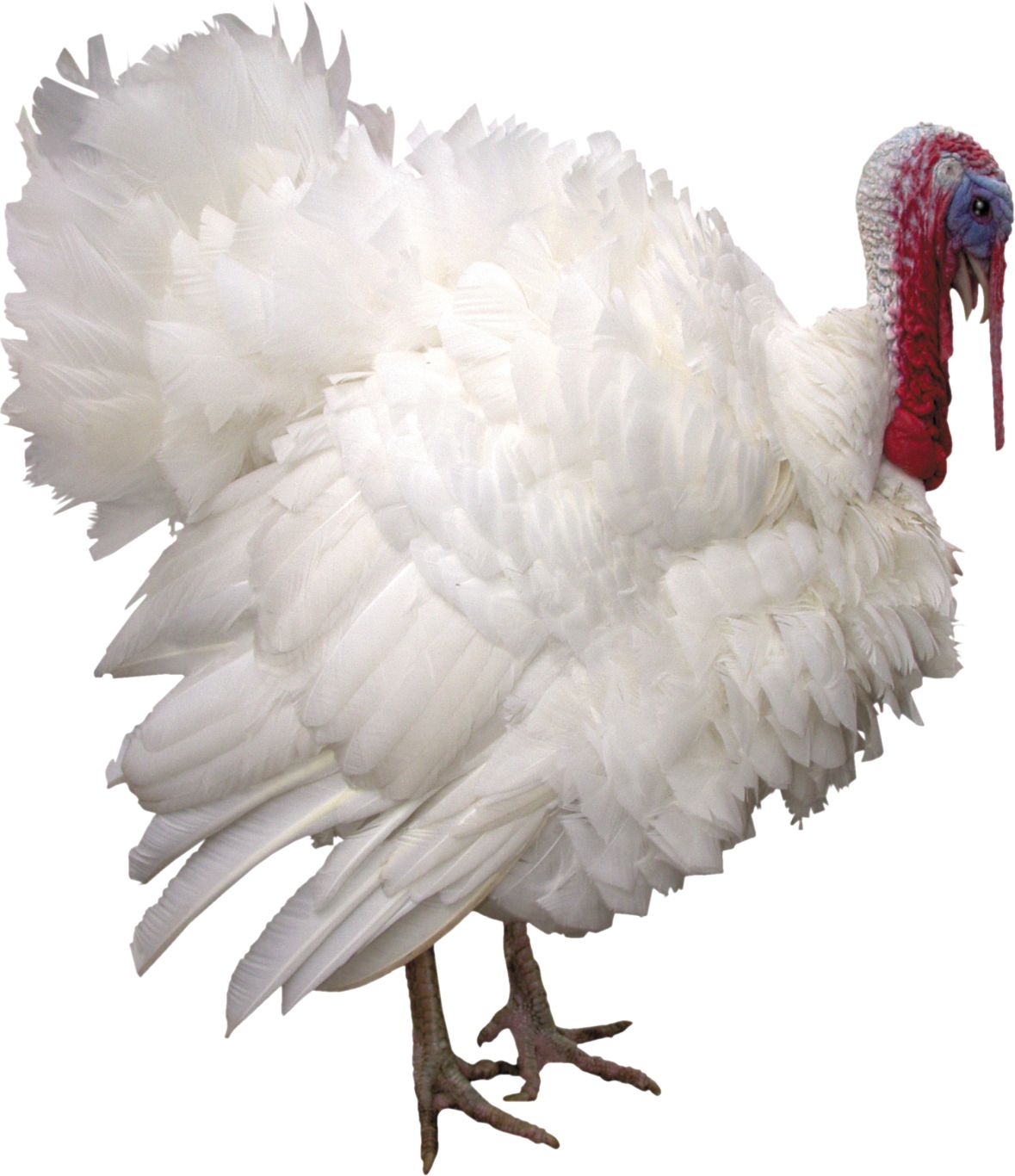 Turkey bird PNG    图片编号:58568