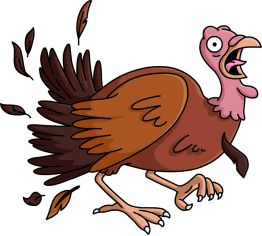 Turkey bird PNG    图片编号:58576