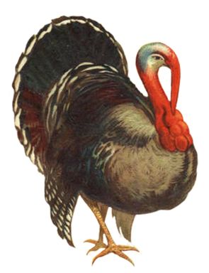 Turkey bird PNG    图片编号:58578