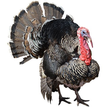 Turkey bird PNG    图片编号:58579