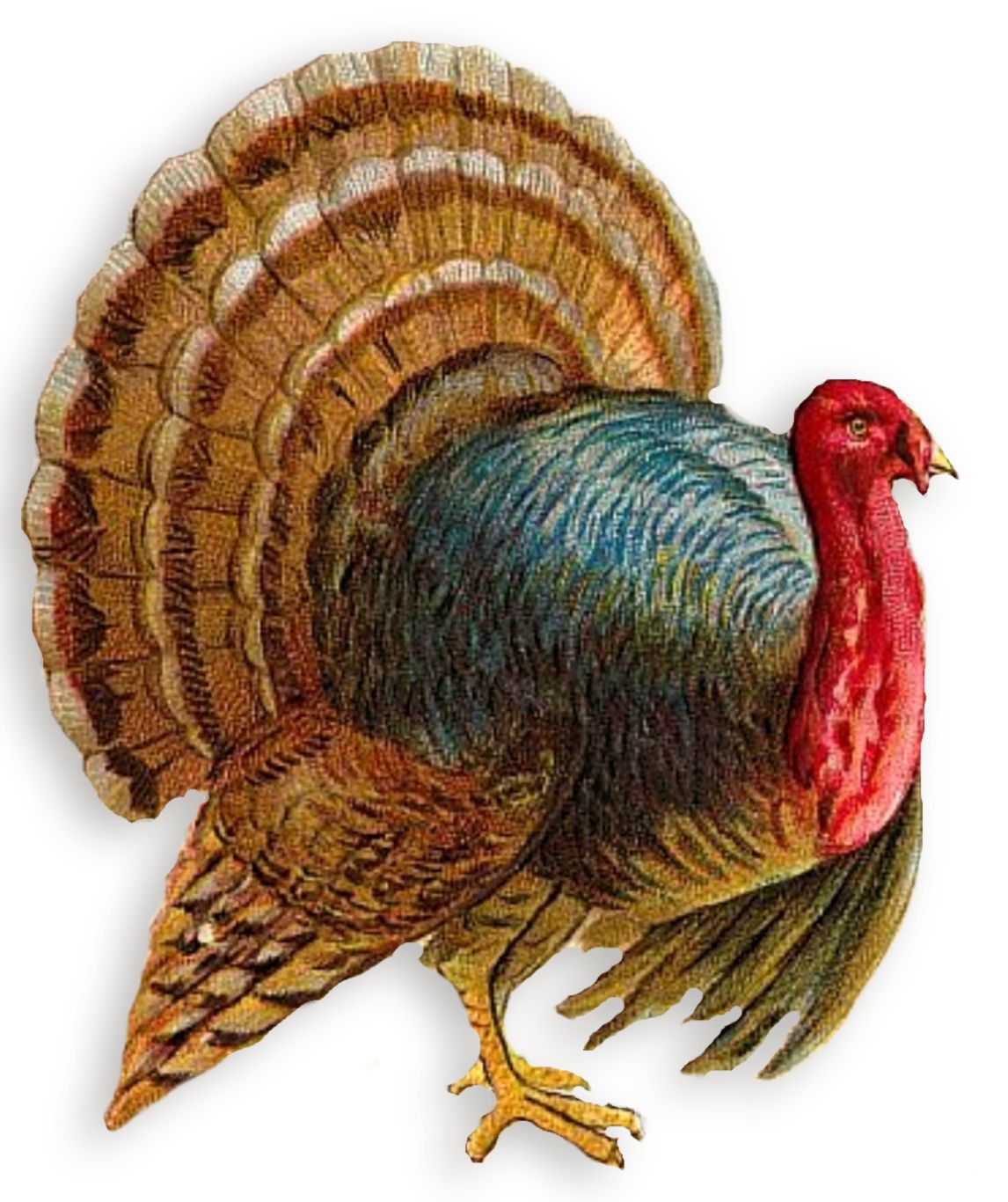 Turkey bird PNG    图片编号:58580