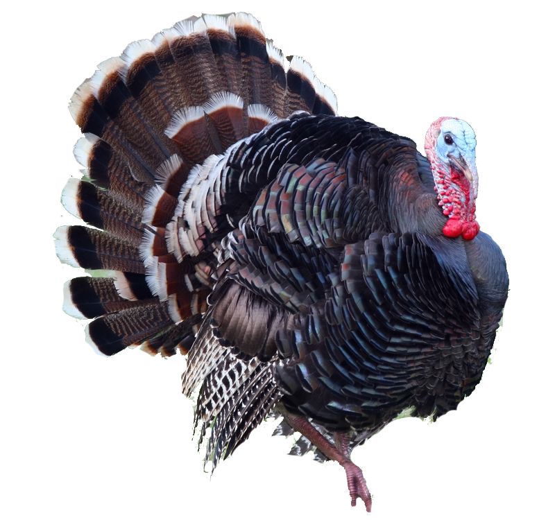Turkey bird PNG    图片编号:58582