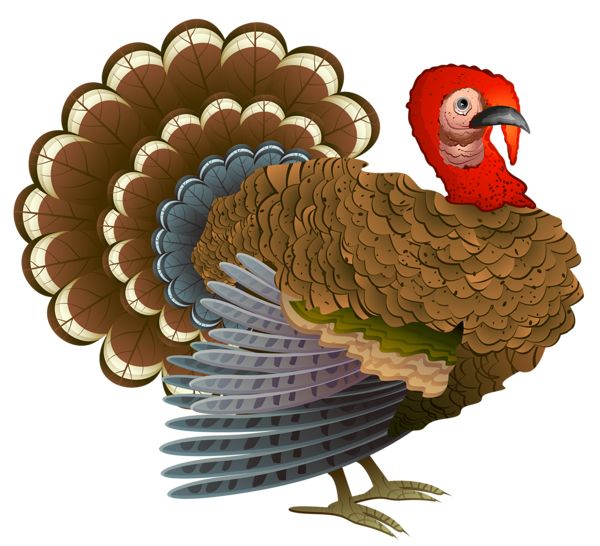 Turkey bird PNG    图片编号:58584