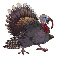 Turkey bird PNG    图片编号:58587